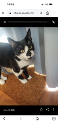 Lost Male Cat last seen Near Tandridge drive, Greater London, England BR6 8DA