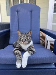 Lost Female Cat last seen Legg Street, Medical Lake, WA 99022