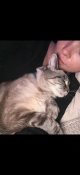 Reunited Female Cat last seen Aqua Vista, Los Angeles, CA 91602