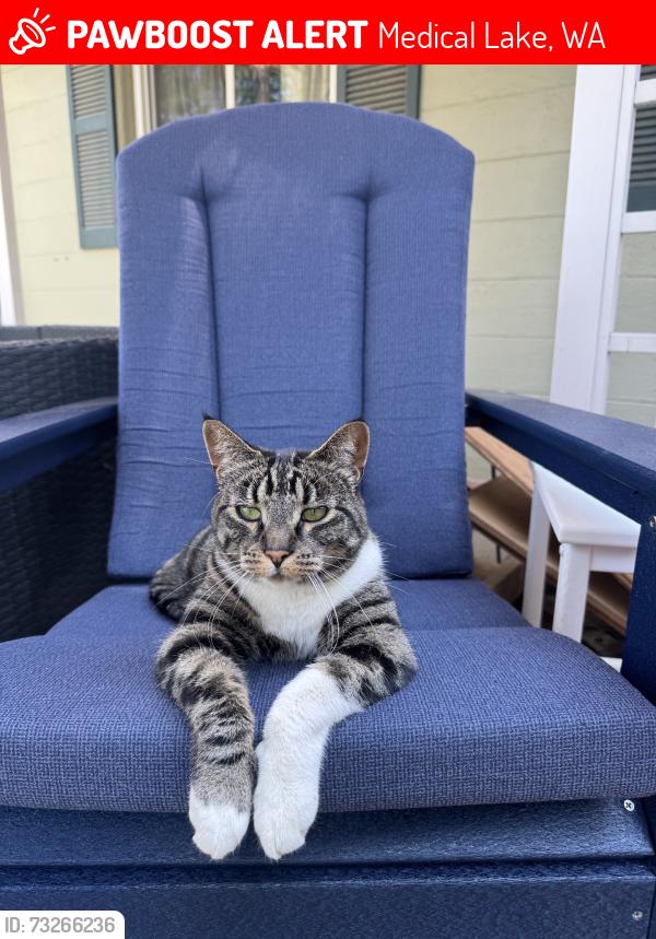 Lost Female Cat last seen Legg Street, Medical Lake, WA 99022
