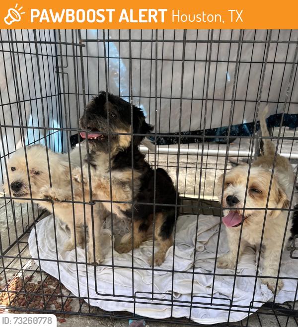 Found/Stray Unknown Dog last seen Hobby airport area, Houston, TX 77061