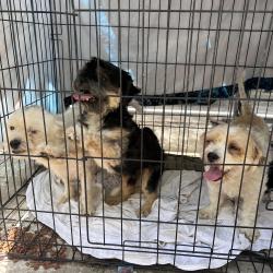 Found/Stray Unknown Dog last seen Hobby airport area, Houston, TX 77061