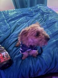 Lost Female Dog last seen near mcdonald’s, Milwaukee, WI 53218