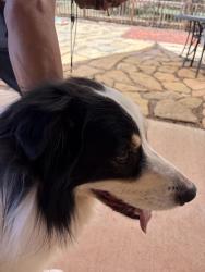 Found/Stray Unknown Dog last seen Hwy 66, past Rowe, Rowe, NM 87562