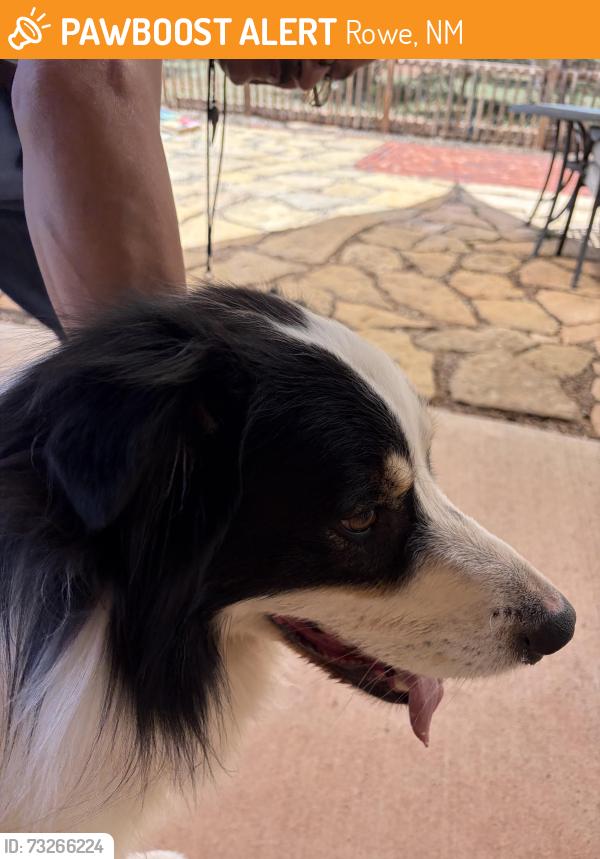 Found/Stray Unknown Dog last seen Hwy 66, past Rowe, Rowe, NM 87562