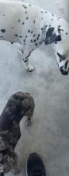 Reunited Unknown Dog last seen Near Valley blvd, Avocado Heights, CA 91746