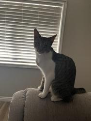 Lost Female Cat last seen Central and Phillips, Montclair, CA 91763