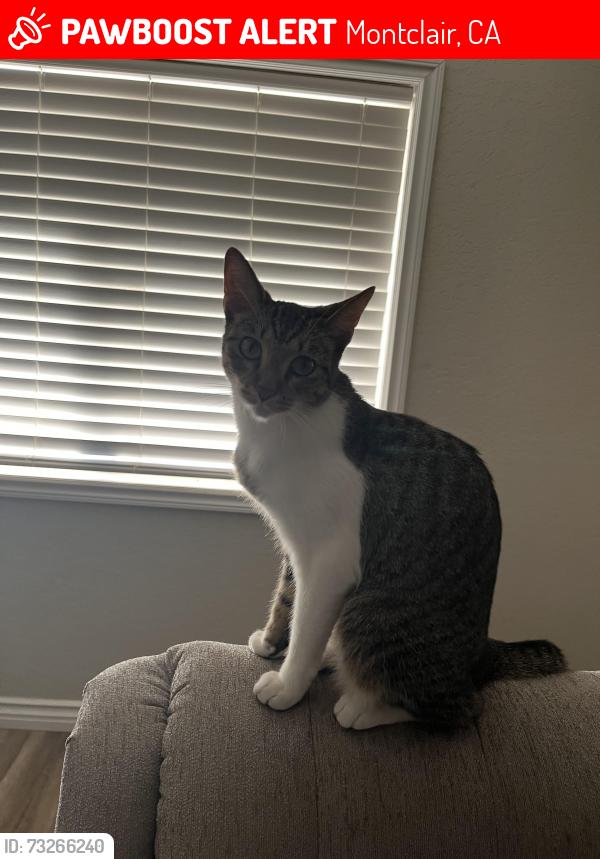 Lost Female Cat last seen Central and Phillips, Montclair, CA 91763