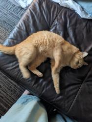 Found/Stray Female Cat last seen State Road 9 and Davis road, Greenfield IN, Greenfield, IN 46140
