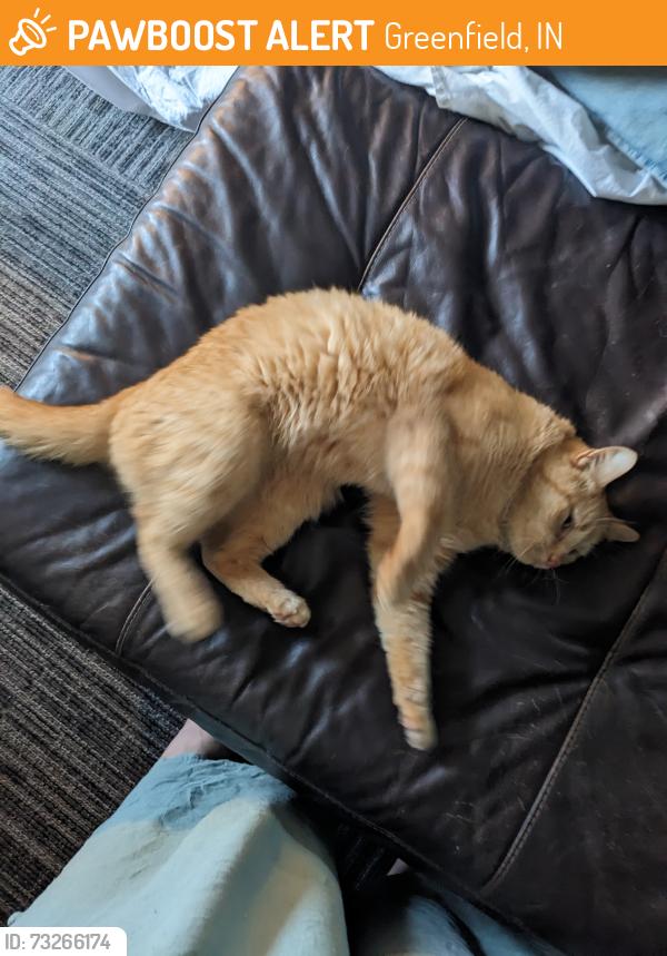 Found/Stray Female Cat last seen State Road 9 and Davis road, Greenfield IN, Greenfield, IN 46140