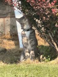 Found/Stray Unknown Cat last seen Northern And Bond, Green Bay, WI 54303