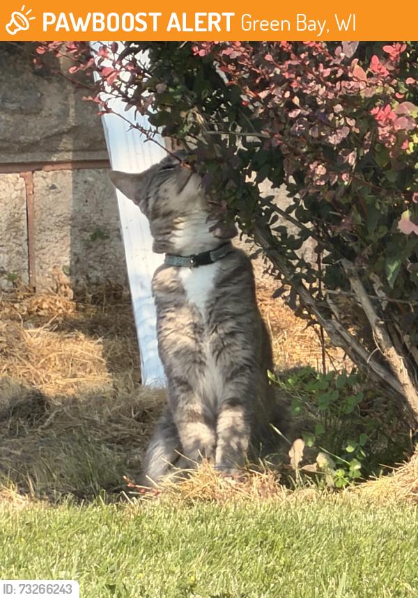 Found/Stray Unknown Cat last seen Northern And Bond, Green Bay, WI 54303
