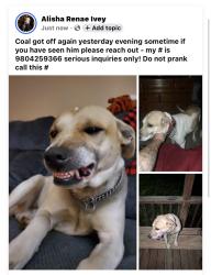 Lost Male Dog last seen Near, New London, NC 28127