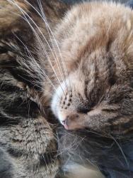 Lost Male Cat last seen Dakota Ave Wright Street, Denver, CO 80228