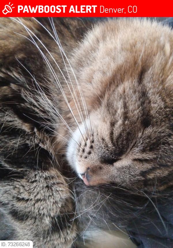 Lost Male Cat last seen Dakota Ave Wright Street, Denver, CO 80228