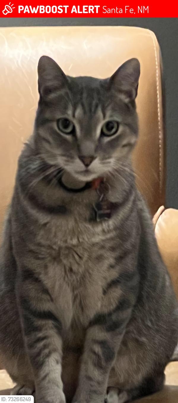 Lost Male Cat last seen Rancho Viejo Boulevard and Via Punto Nuevo, Santa Fe, NM 87508