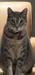 Lost Male Cat last seen Rancho Viejo Boulevard and Via Punto Nuevo, Santa Fe, NM 87508