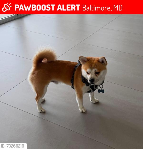 Lost Male Dog last seen West Baltimore street and Franklin town rd, Baltimore, MD 21223