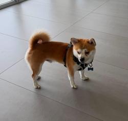 Lost Male Dog last seen West Baltimore street and Franklin town rd, Baltimore, MD 21223