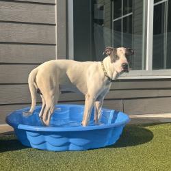 Shelter Stray Male Dog last seen , 980 Guilford College Rd, Greensboro, NC 27409, USA
