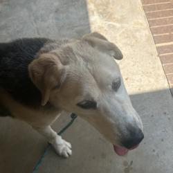 Shelter Stray Male Dog last seen , 980 Guilford College Rd, Greensboro, NC 27409, USA