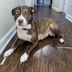 Shelter Stray Female Dog last seen , 980 Guilford College Rd, Greensboro, NC 27409, USA