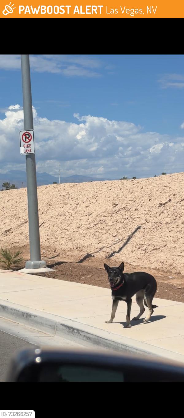 Found/Stray Unknown Dog last seen Desert inn passing cabana by construction home went toward Vegas valley, Las Vegas, NV 89101