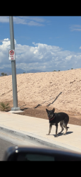 Found/Stray Unknown Dog last seen Desert inn passing cabana by construction home went toward Vegas valley, Las Vegas, NV 89101