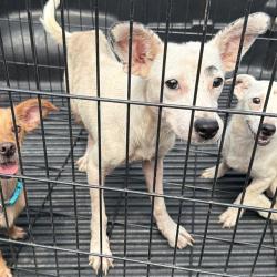 Shelter Stray Unknown Dog last seen , 980 Guilford College Rd, Greensboro, NC 27409, USA