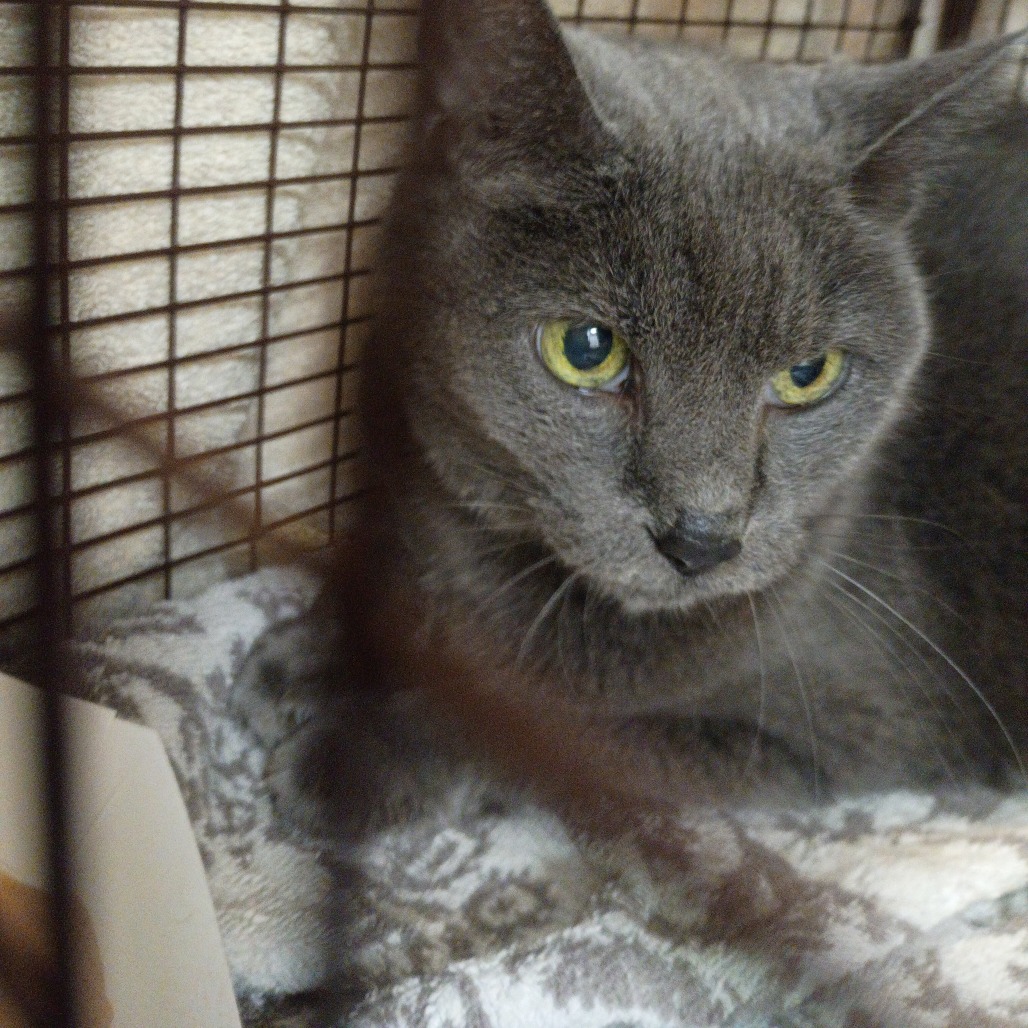 Shelter Stray Female Cat last seen , 157 W Grand Ave, Chicago, IL 60654, USA