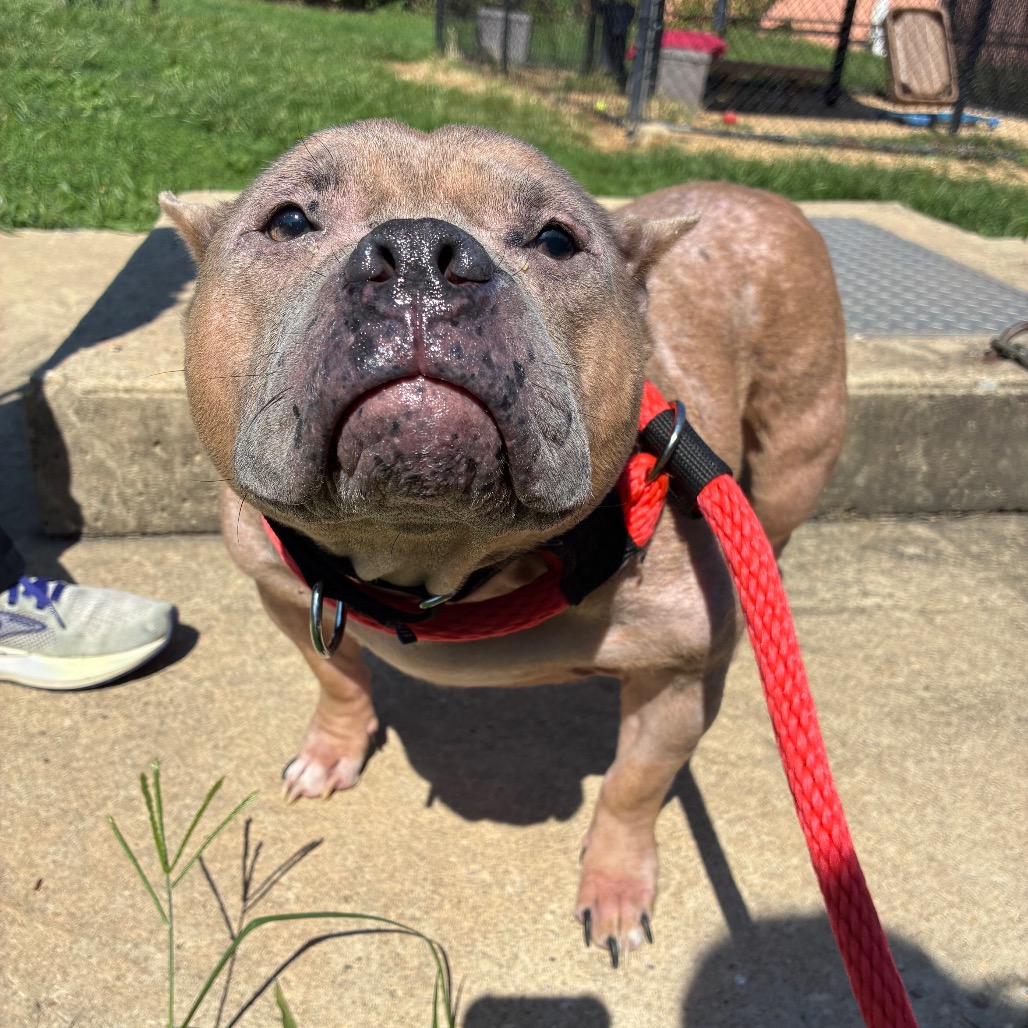 Shelter Stray Female Dog last seen , Animal Care & Control Team of Philly, 111 W Hunting Park Ave, Philadelphia, PA 19140, USA