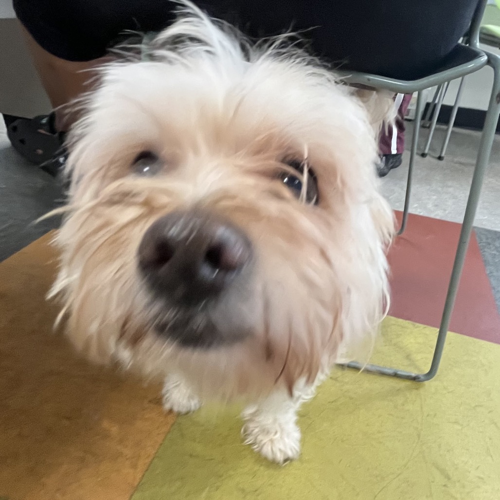 Shelter Stray Male Dog last seen , Animal Care & Control Team of Philly, 111 W Hunting Park Ave, Philadelphia, PA 19140, USA