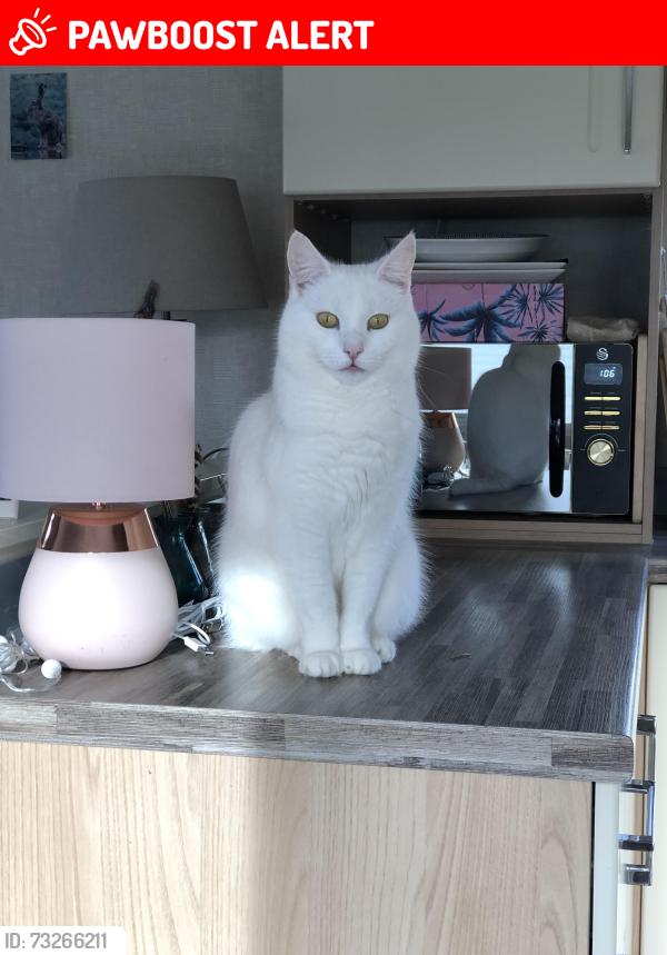 Lost Male Cat last seen Dalesway Caravan Park. New Brighton. Gargrave, Gargrave, England BD23 3NS