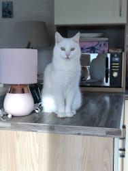 Lost Male Cat last seen Dalesway Caravan Park. New Brighton. Gargrave, Gargrave, England BD23 3NS