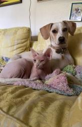 Reunited Male Cat last seen Ely rd, Chattanooga, TN 37343