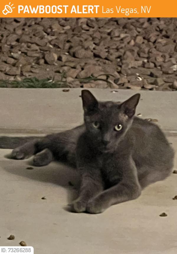 Found/Stray Unknown Cat last seen Durango and Oakey, Las Vegas, NV 89117