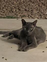 Found/Stray Unknown Cat last seen Durango and Oakey, Las Vegas, NV 89117