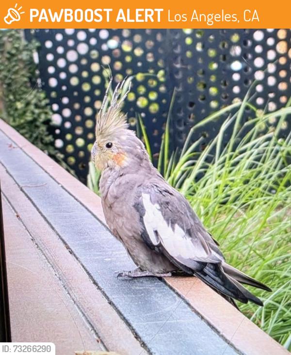 Found/Stray Unknown Bird last seen Front of alloy building, Los Angeles, CA 90013
