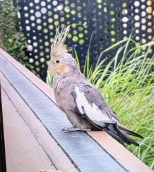 Found/Stray Unknown Bird last seen Front of alloy building, Los Angeles, CA 90013