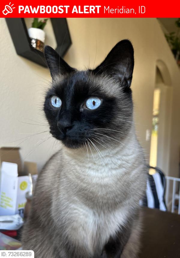 Lost Male Cat last seen Blackcat and ustick, Meridian, ID 83646