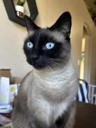 Lost Male Cat last seen Blackcat and ustick, Meridian, ID 83646