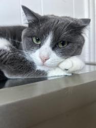 Reunited Male Cat last seen fifty street, Norwalk, CT 06855