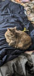 Reunited Female Cat last seen Near Santa Barbara St, Carlsbad, CA 92011, USA, Carlsbad, CA 92011