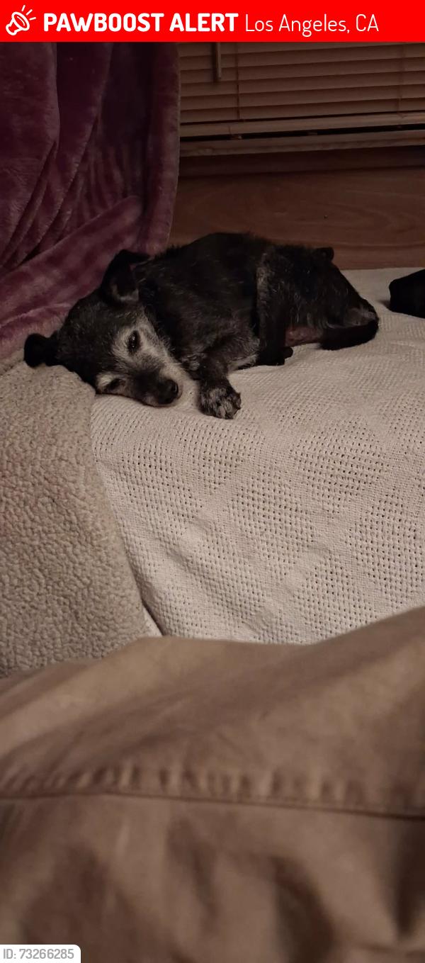 Lost Male Dog last seen Bellingham & Calaveras, Los Angeles, CA 91606