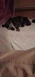Lost Male Dog last seen Bellingham & Calaveras, Los Angeles, CA 91606