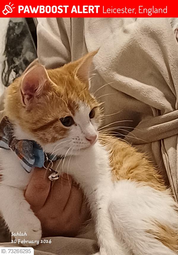 Lost Male Cat last seen McDonald's Netherhall Rd, Leicester, England 