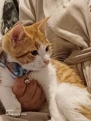 Lost Male Cat last seen McDonald's Netherhall Rd, Leicester, England 
