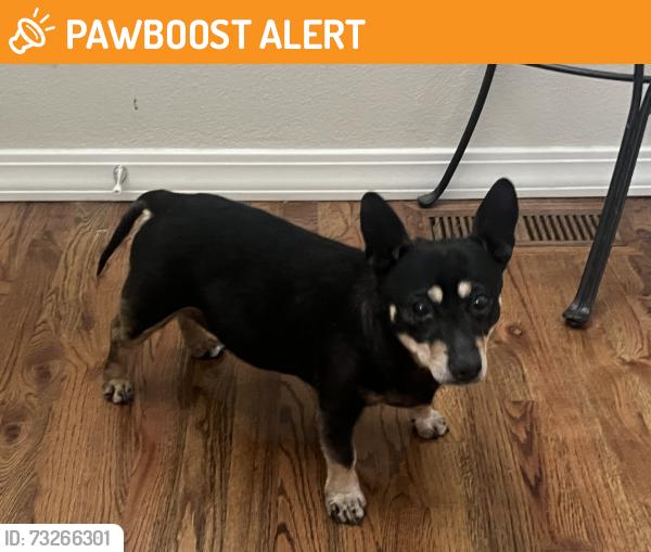 Found/Stray Male Dog last seen Hidden River Dr, Colorado Springs, CO 80922