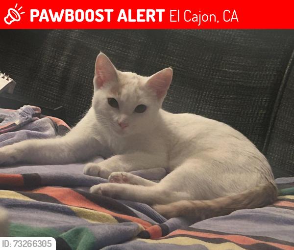 Lost Male Cat last seen Gustavo /lostinda, El Cajon, CA 92019