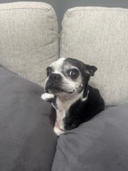 Lost Female Dog last seen Intersection of Wells Pt and Darmondale, San Antonio, TX 78261